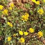 Coleostephus myconis