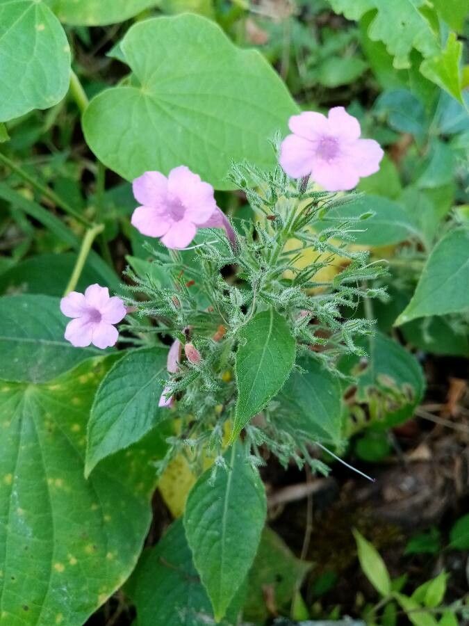 Ruellia inundata flower