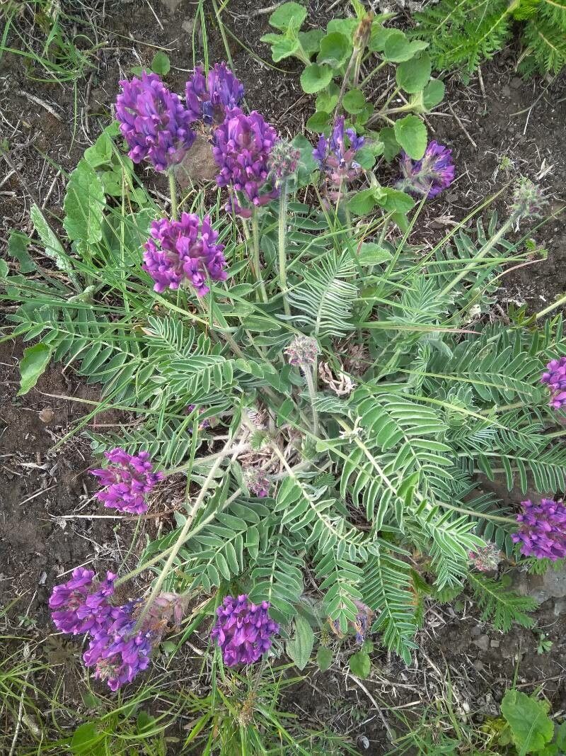 Oxytropis strobilacea habit