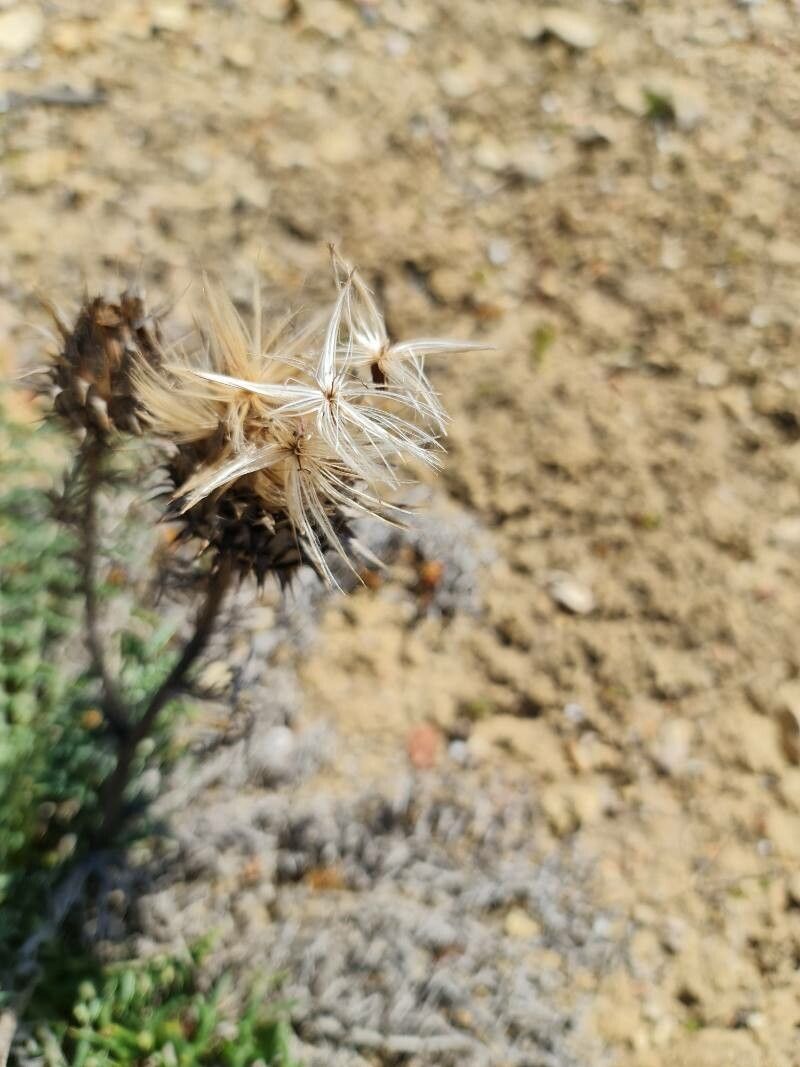 Cynara humilis fruit