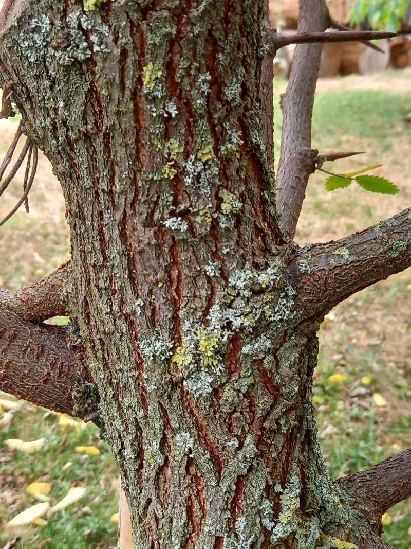 Hemiptelea davidii bark