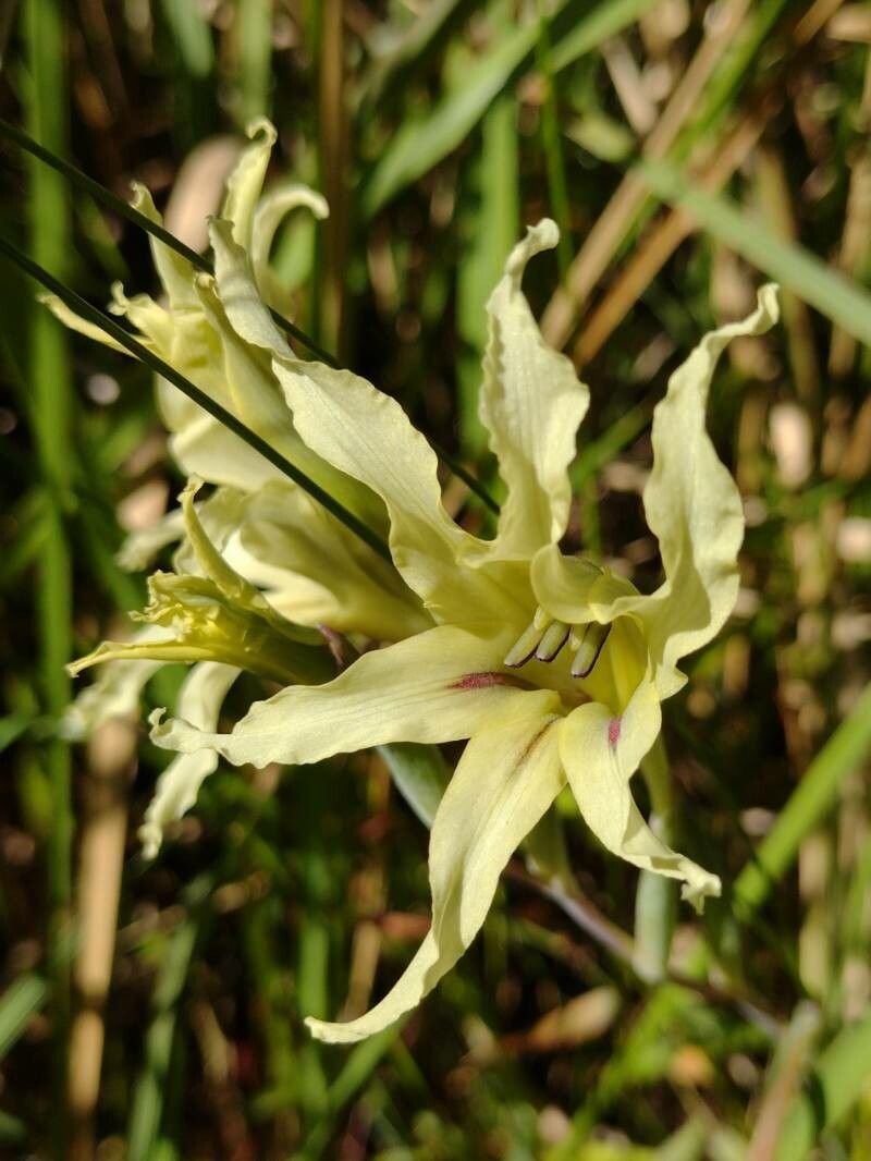 Gladiolus undulatus — search result for 'Gladiolus'