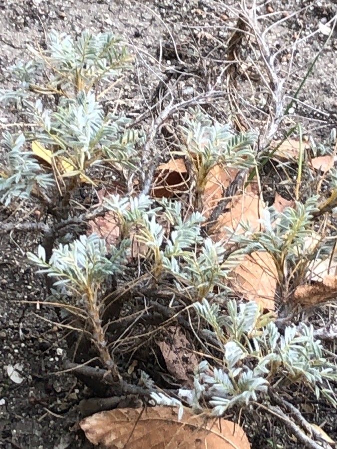 Astragalus granatensis leaf