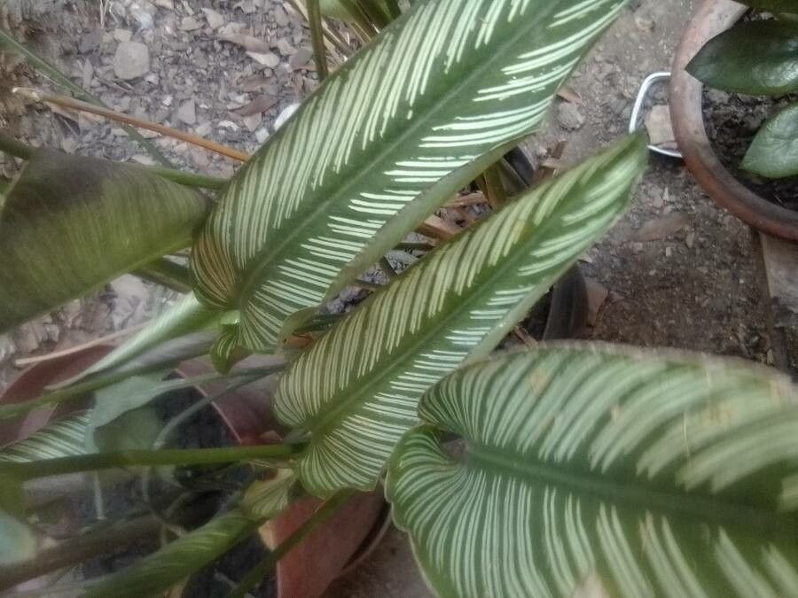 Calathea majestica — search result for 'Calathea'