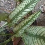 Calathea majestica