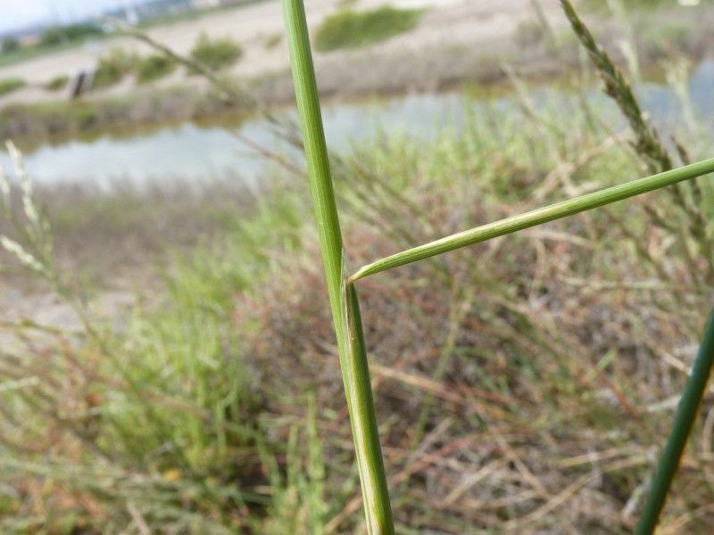 Puccinellia festuciformis — related species from the same genus