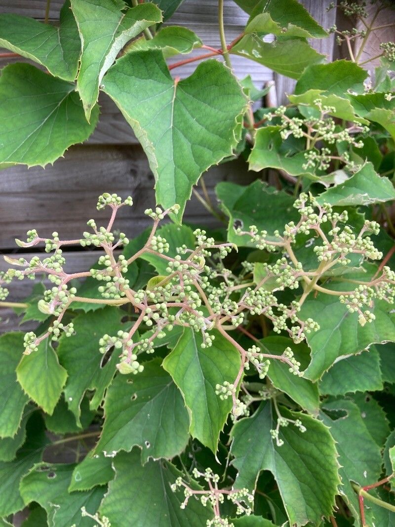 Hydrangea hydrangeoides fruit