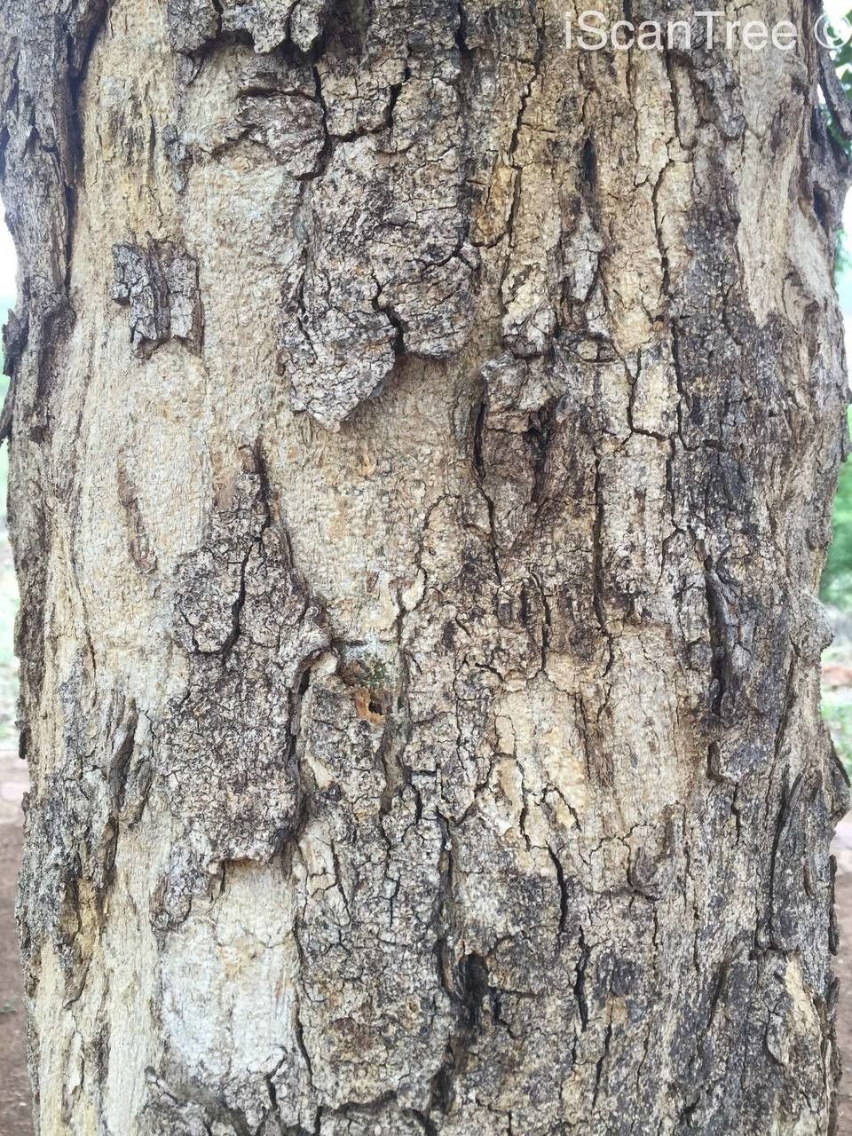 Xanthocercis zambesiaca bark