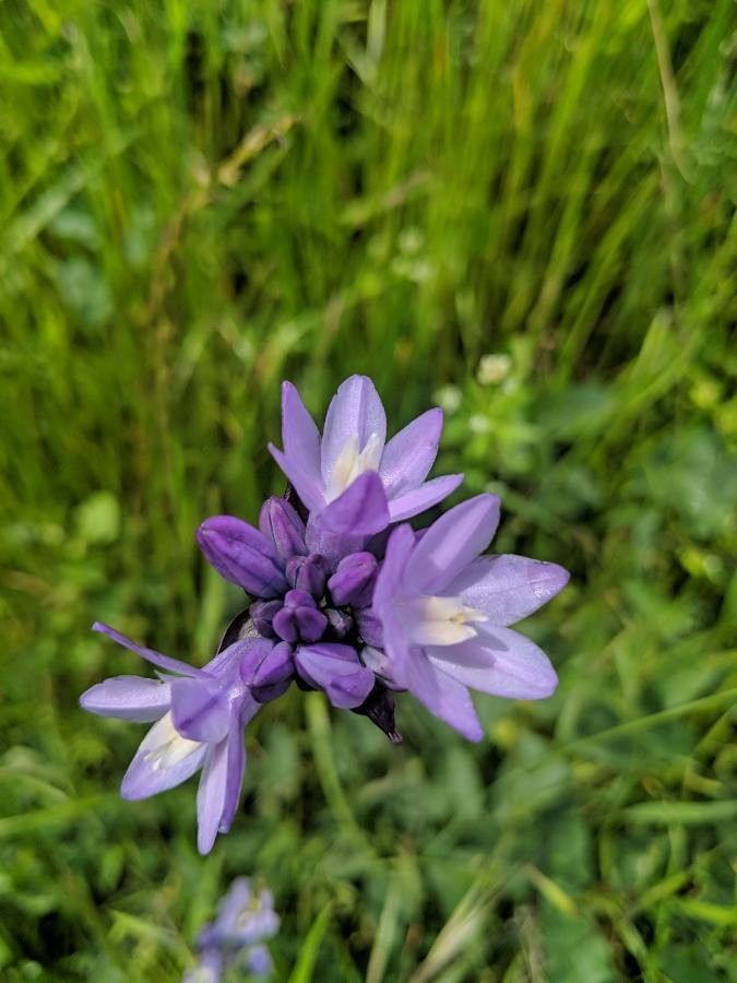 Dichelostemma capitatum