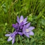 Dichelostemma capitatum