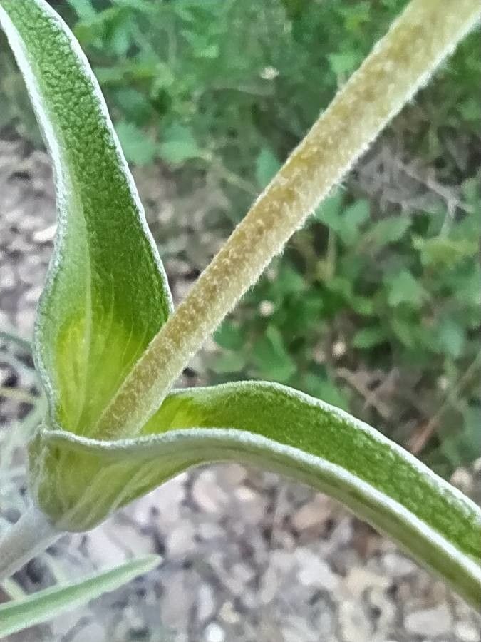 Phlomis lychnitis leaf