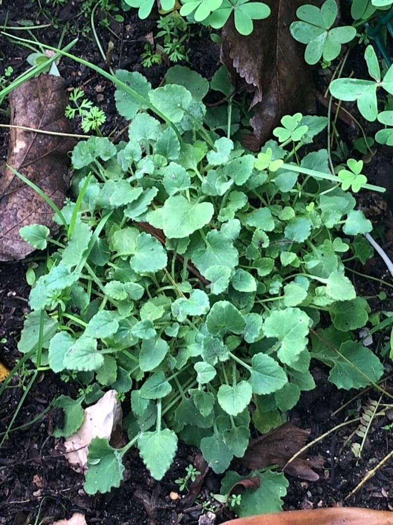 Campanula cymaea — houseplant care guide