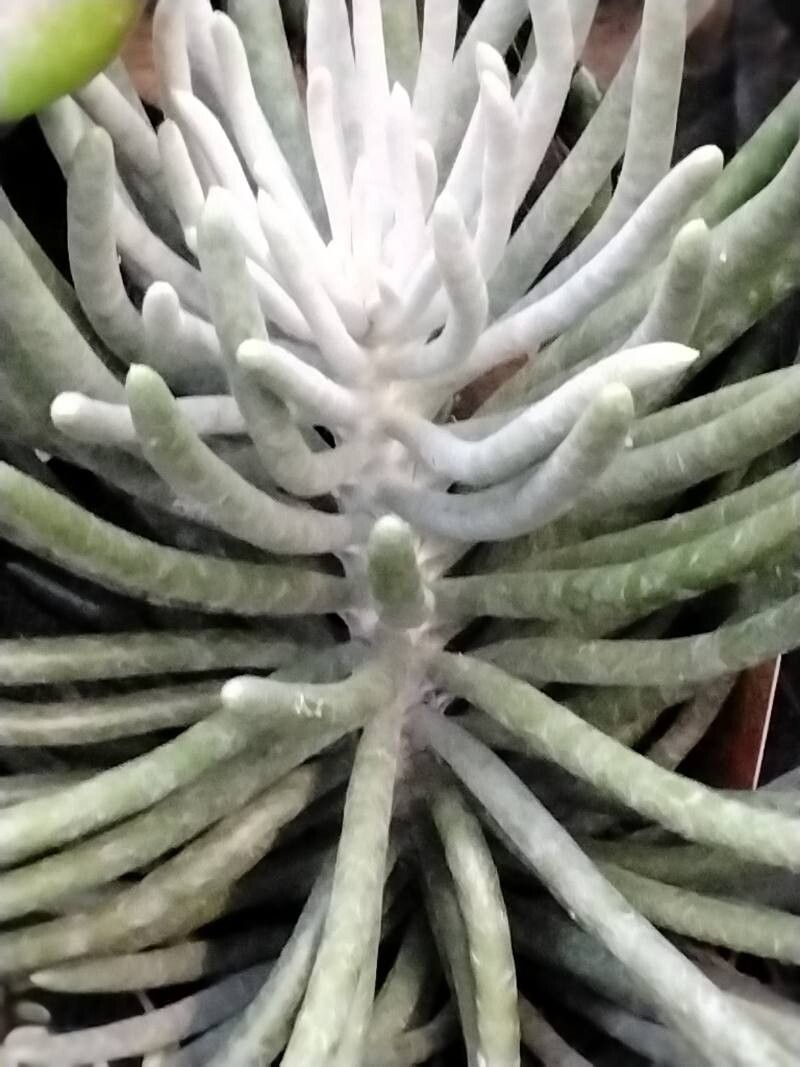 Caputia scaposa habit