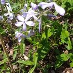 Phlox divaricata