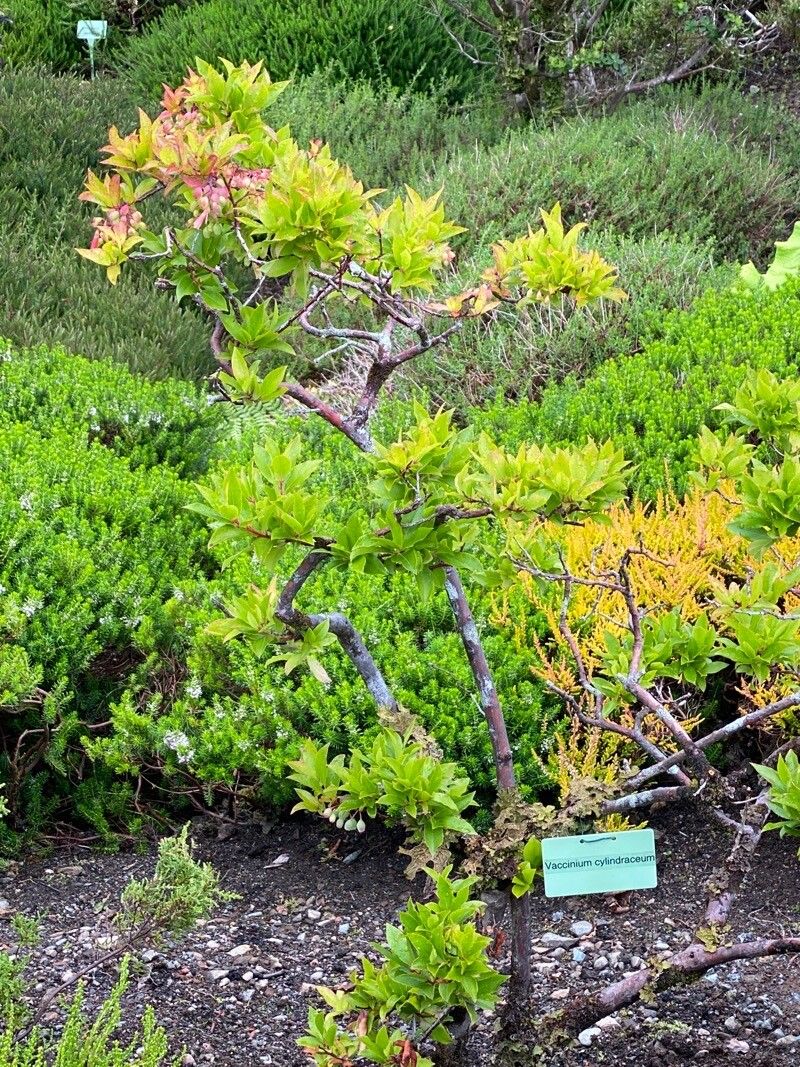 Vaccinium cylindraceum — search result for 'Azores'