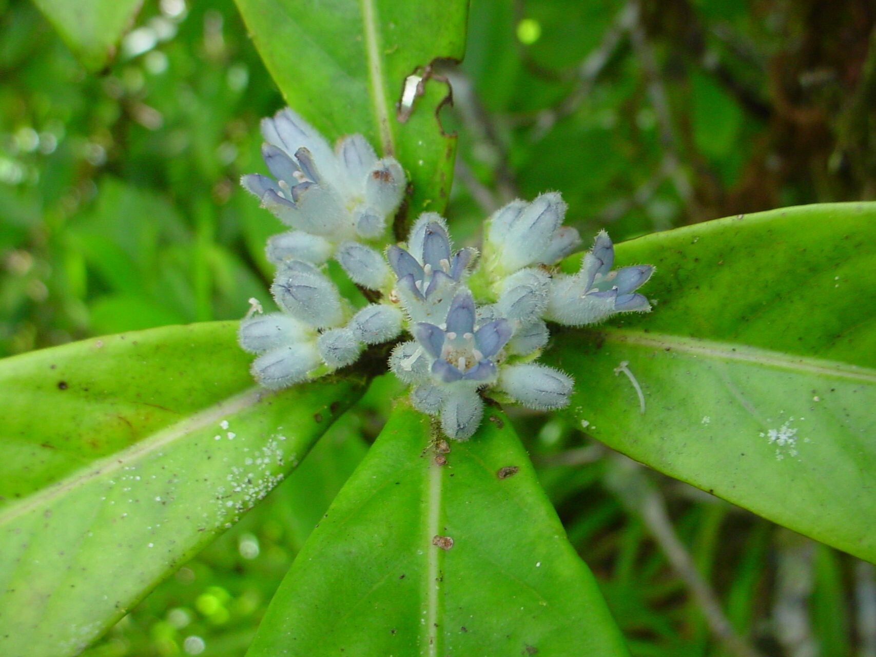 Psychotria balansae — houseplant care guide