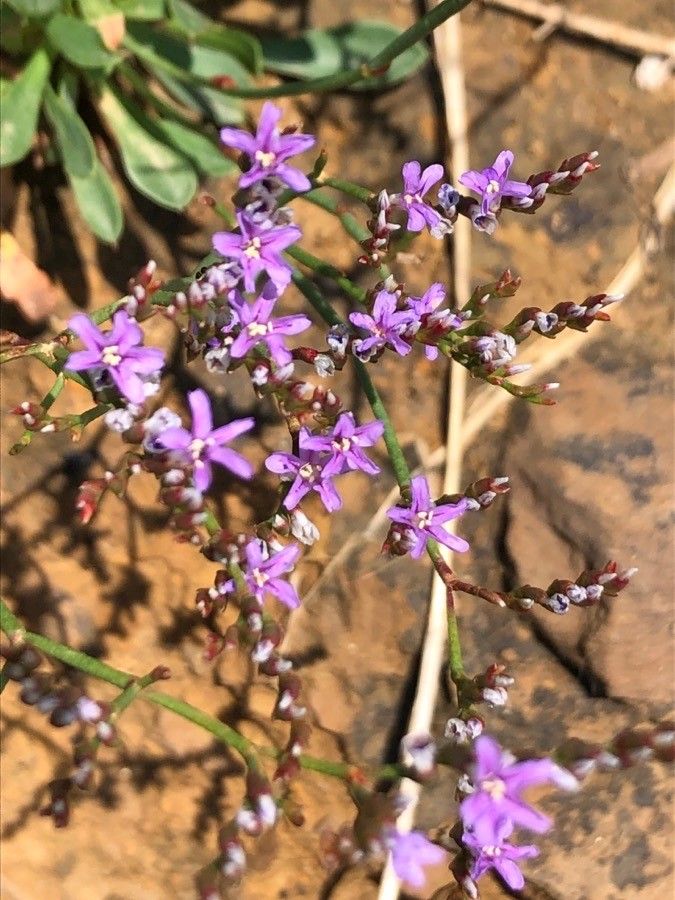 Limonium ovalifolium flower