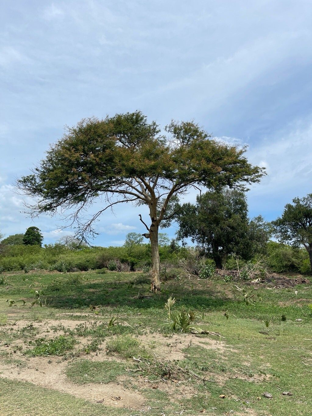 Vachellia leucophloea habit