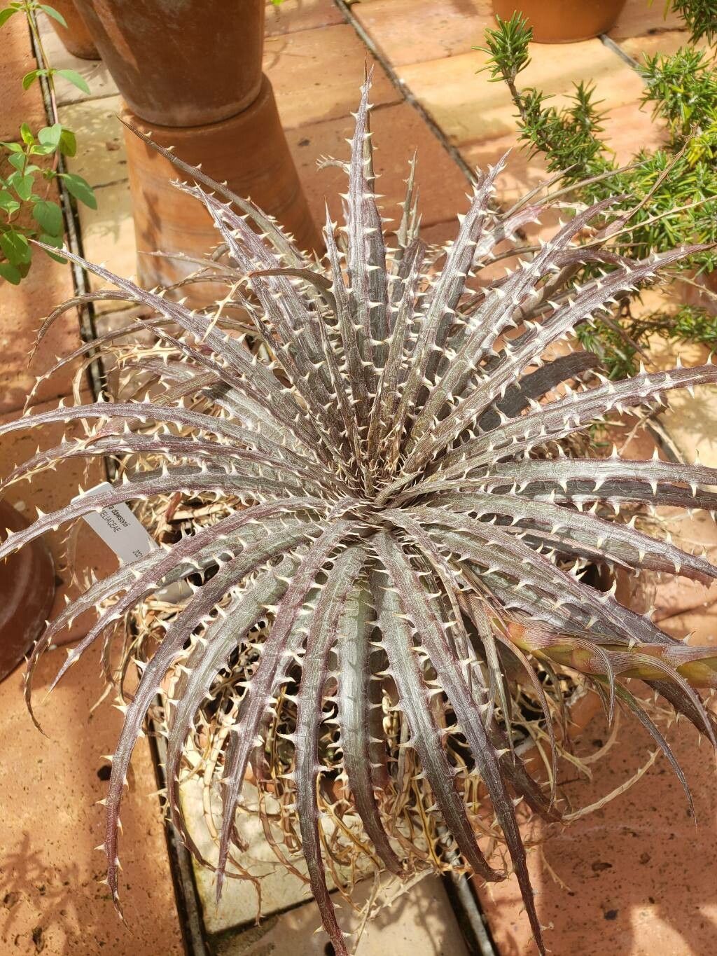 Dyckia dawsonii — related species from the same genus