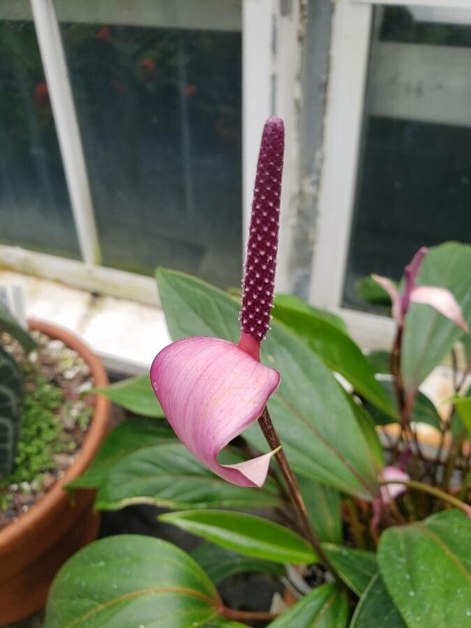 Anthurium amnicola flower