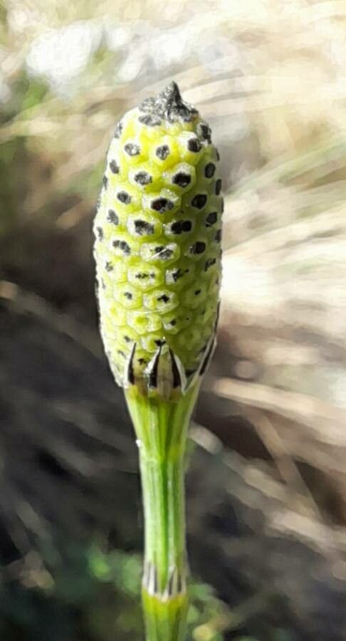 Equisetum giganteum flower
