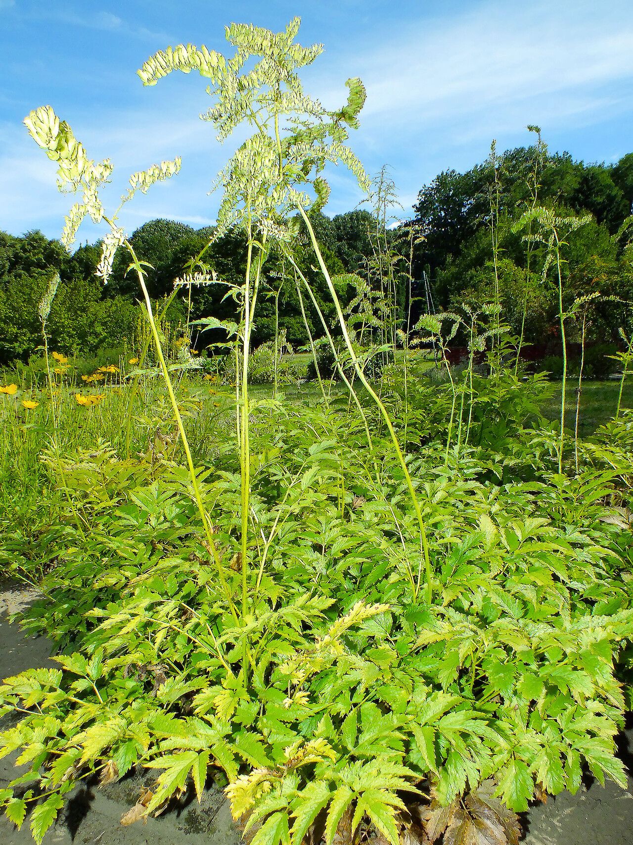 Actaea europaea habit