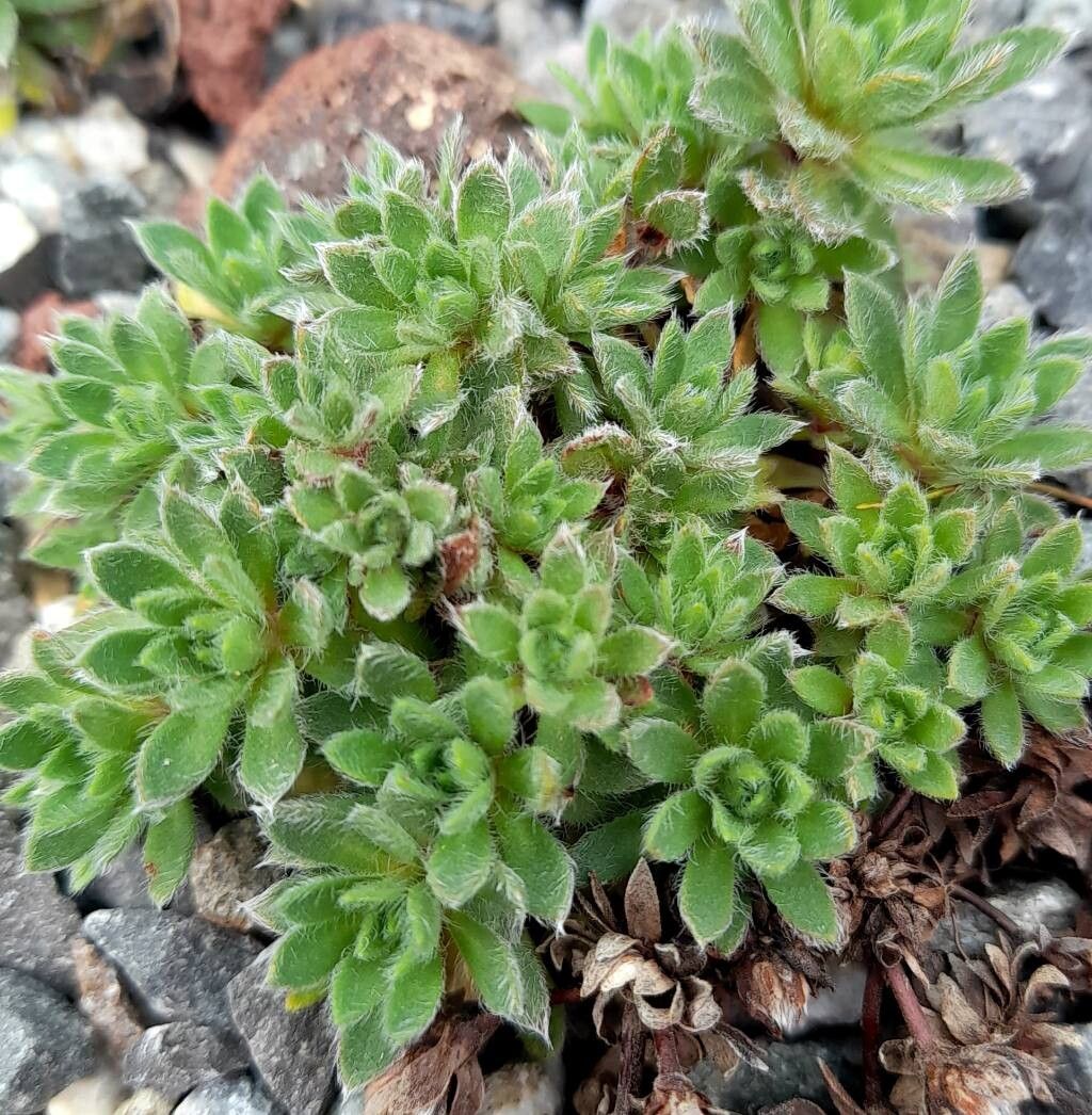 Androsace jacquemontii — houseplant care guide