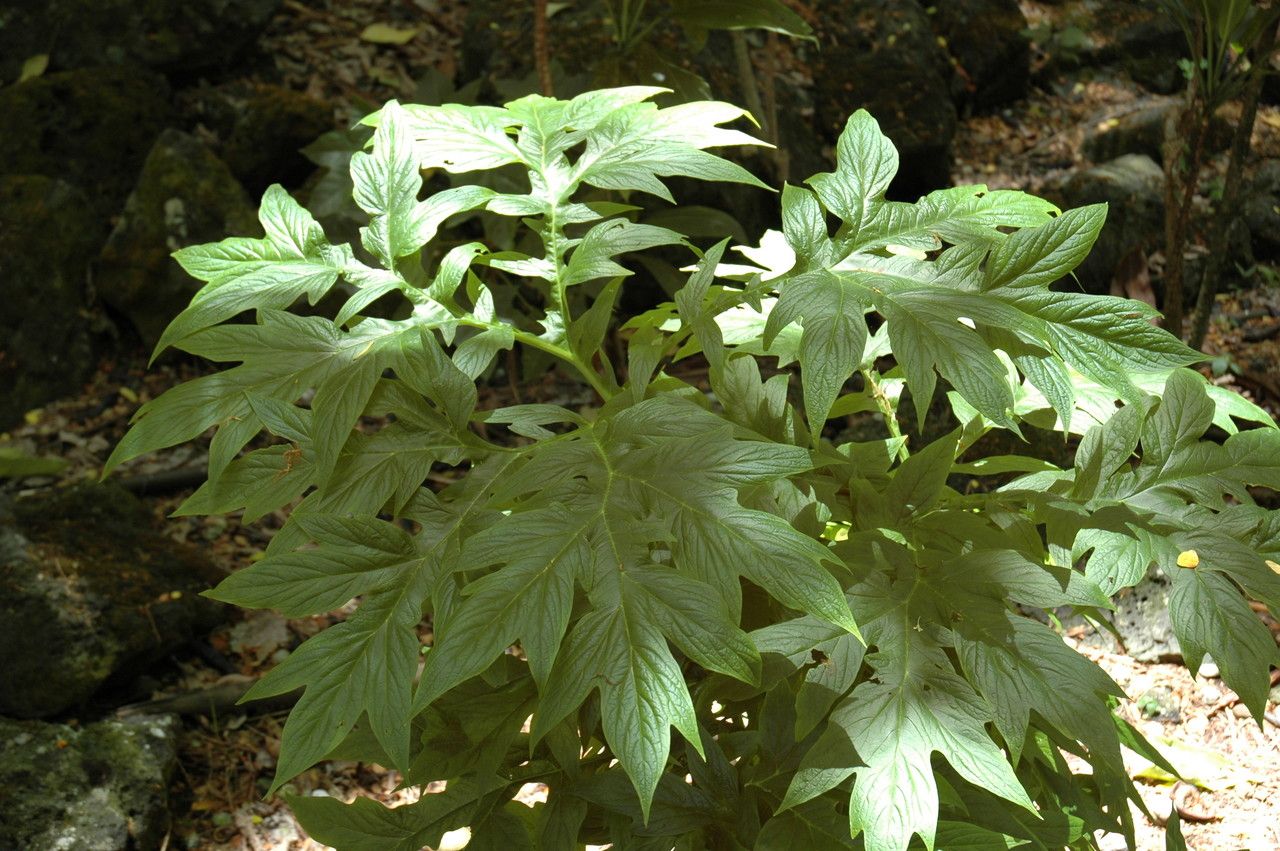 Tacca leontopetaloides
