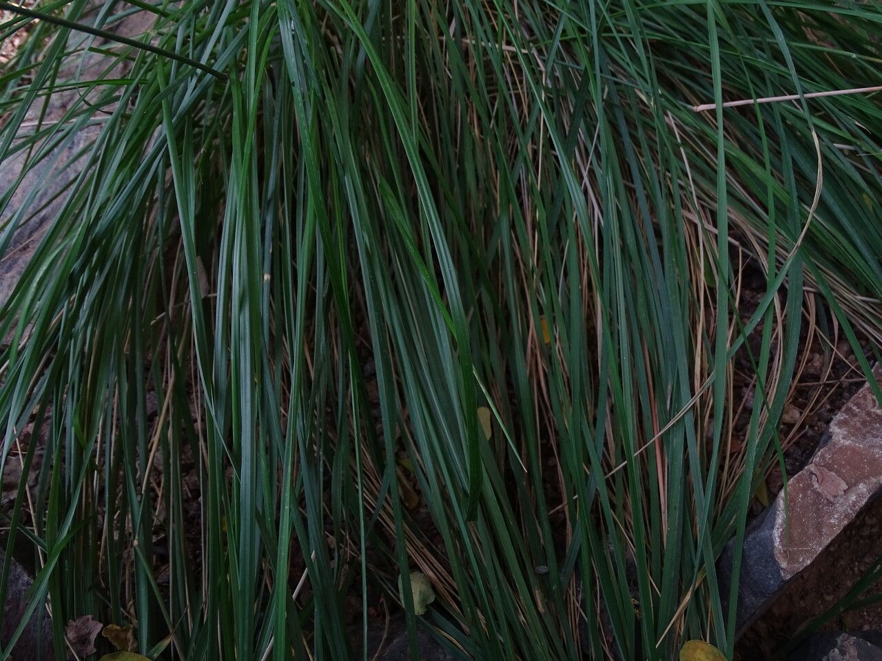 Nassella neesiana leaf
