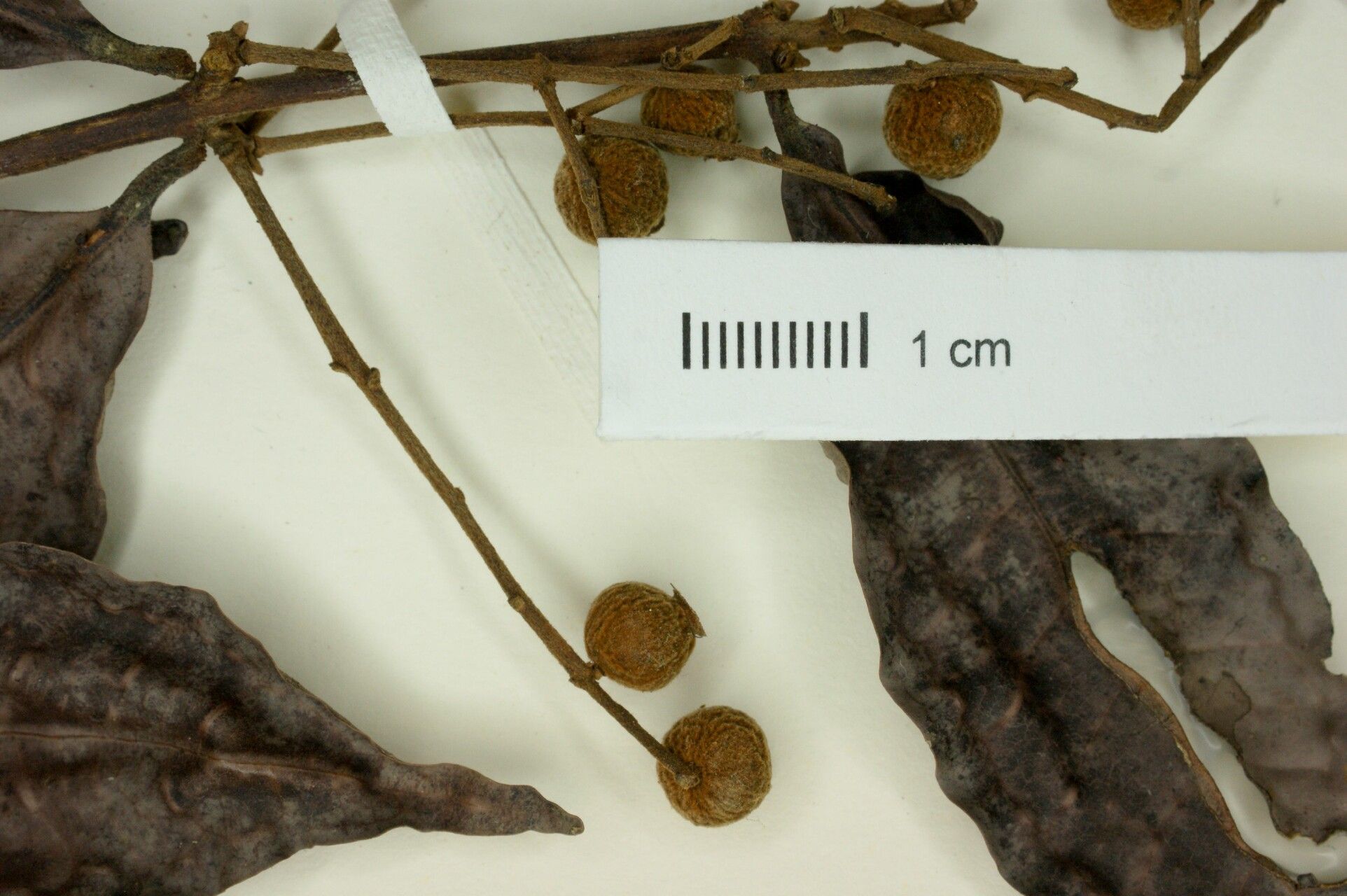 Myrcia cuspidata fruit