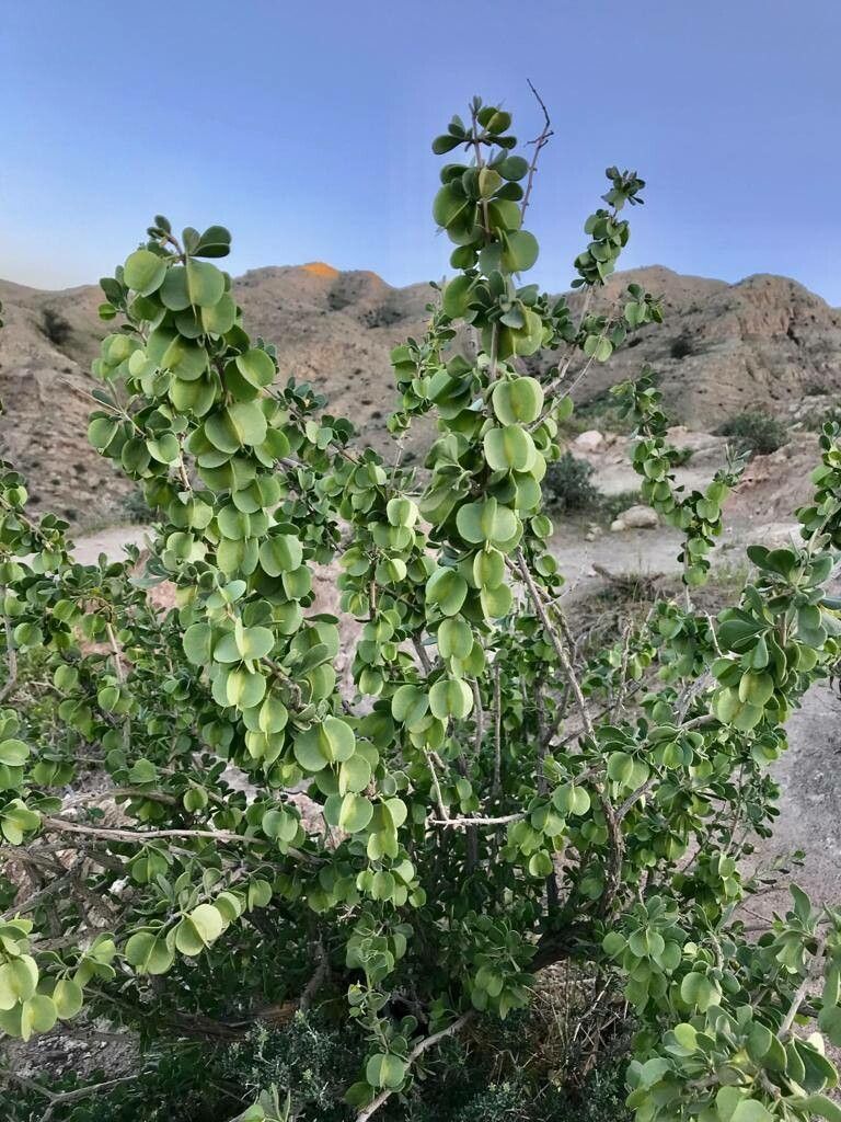 Zygophyllum atriplicoides fruit