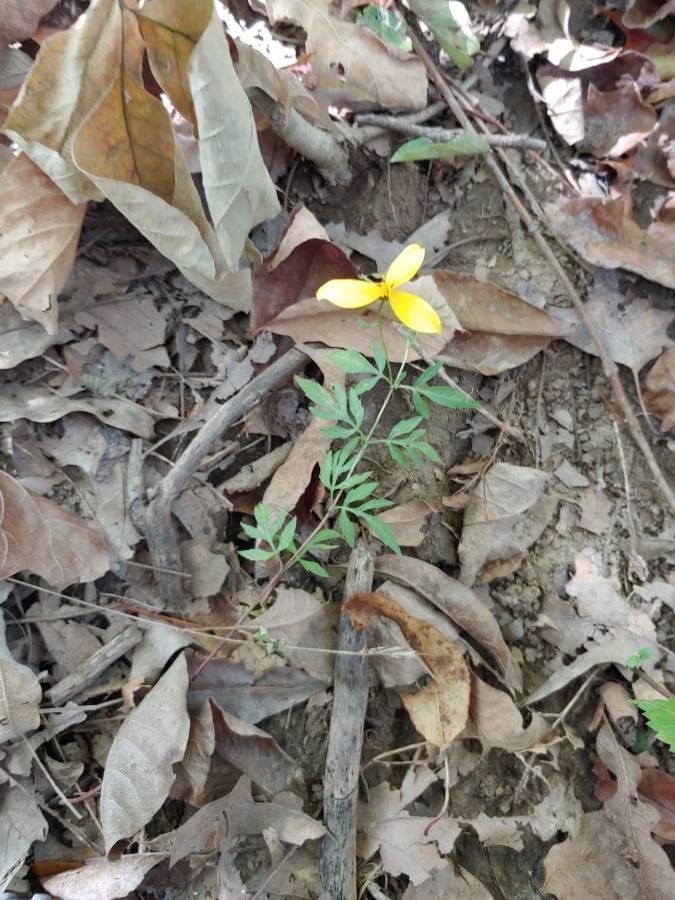 Coreopsis major habit