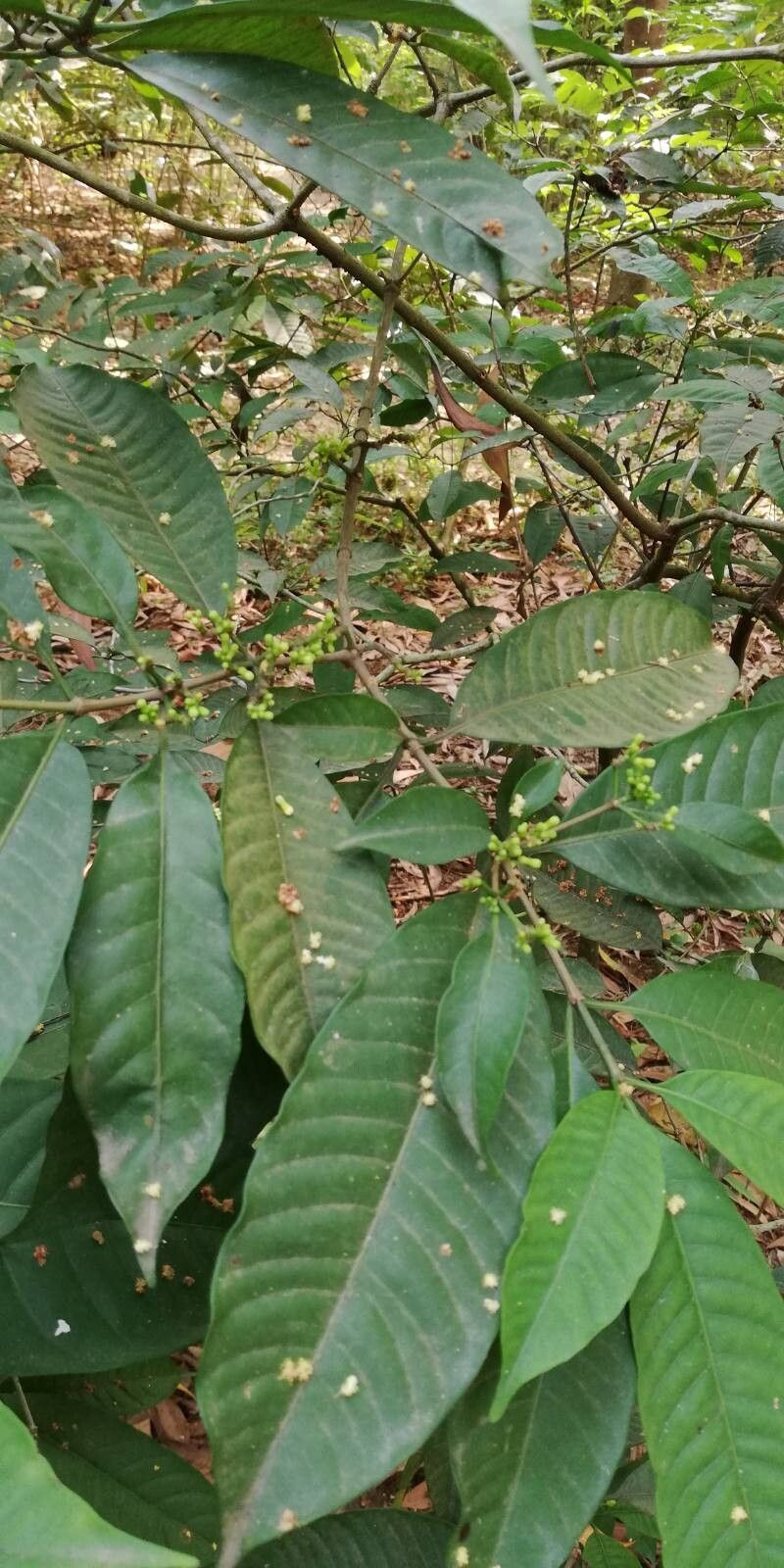 Rauvolfia mannii flower