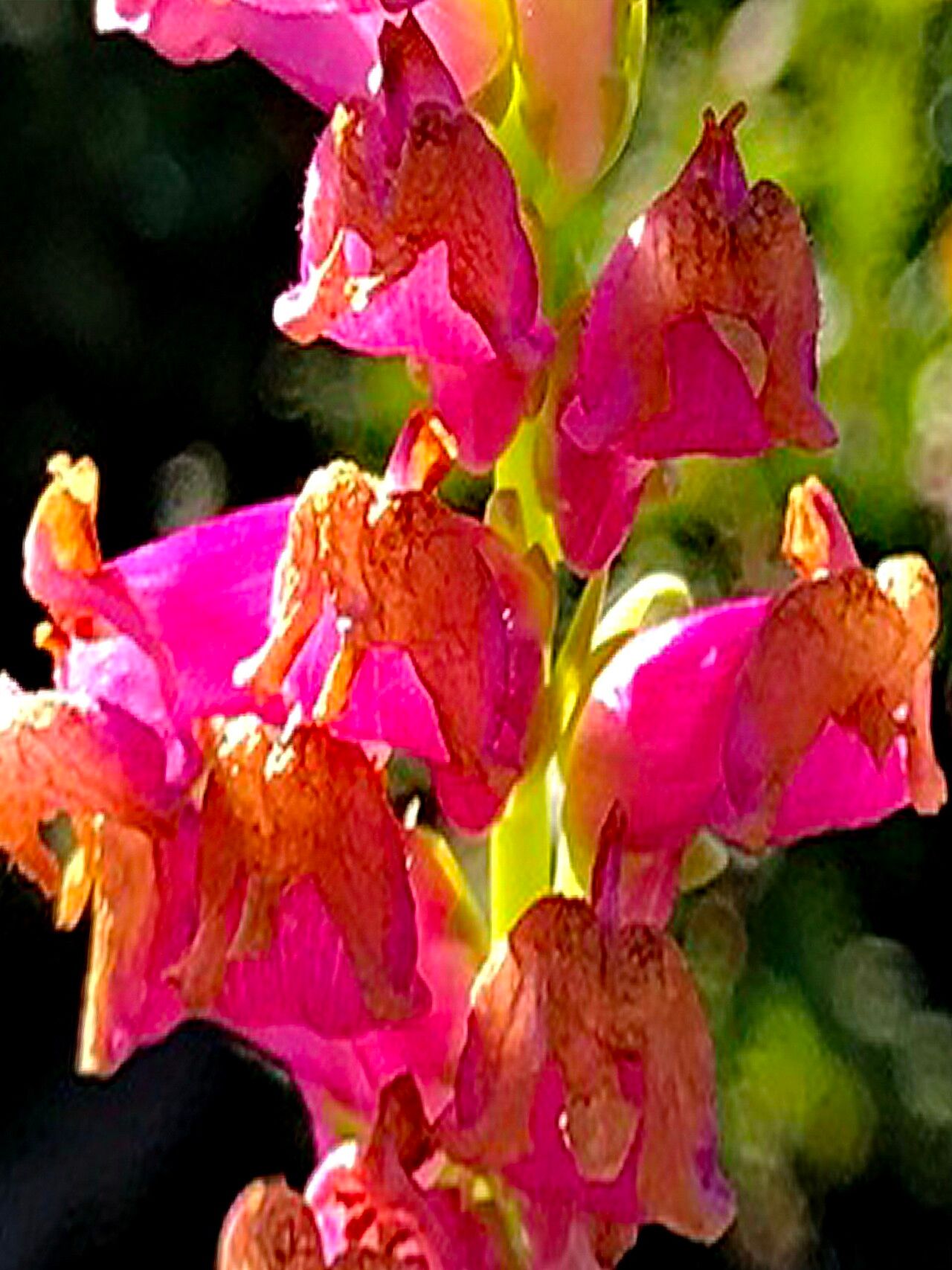 Sairocarpus virga — search result for 'Antirrhinum'