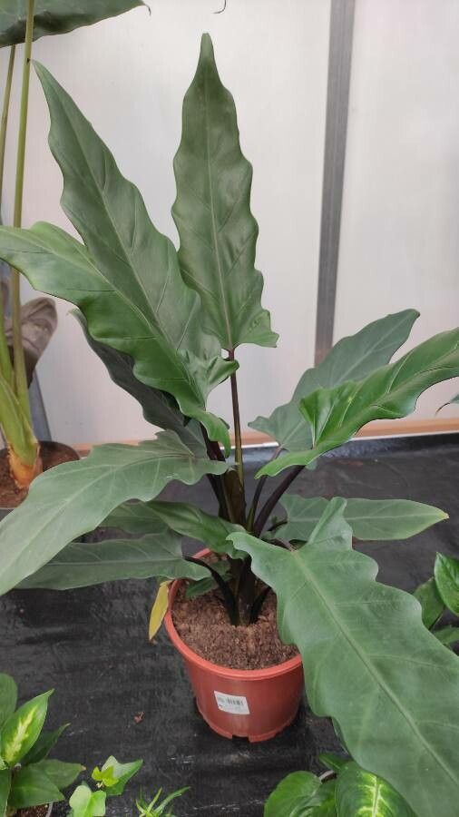 Alocasia lauterbachiana habit