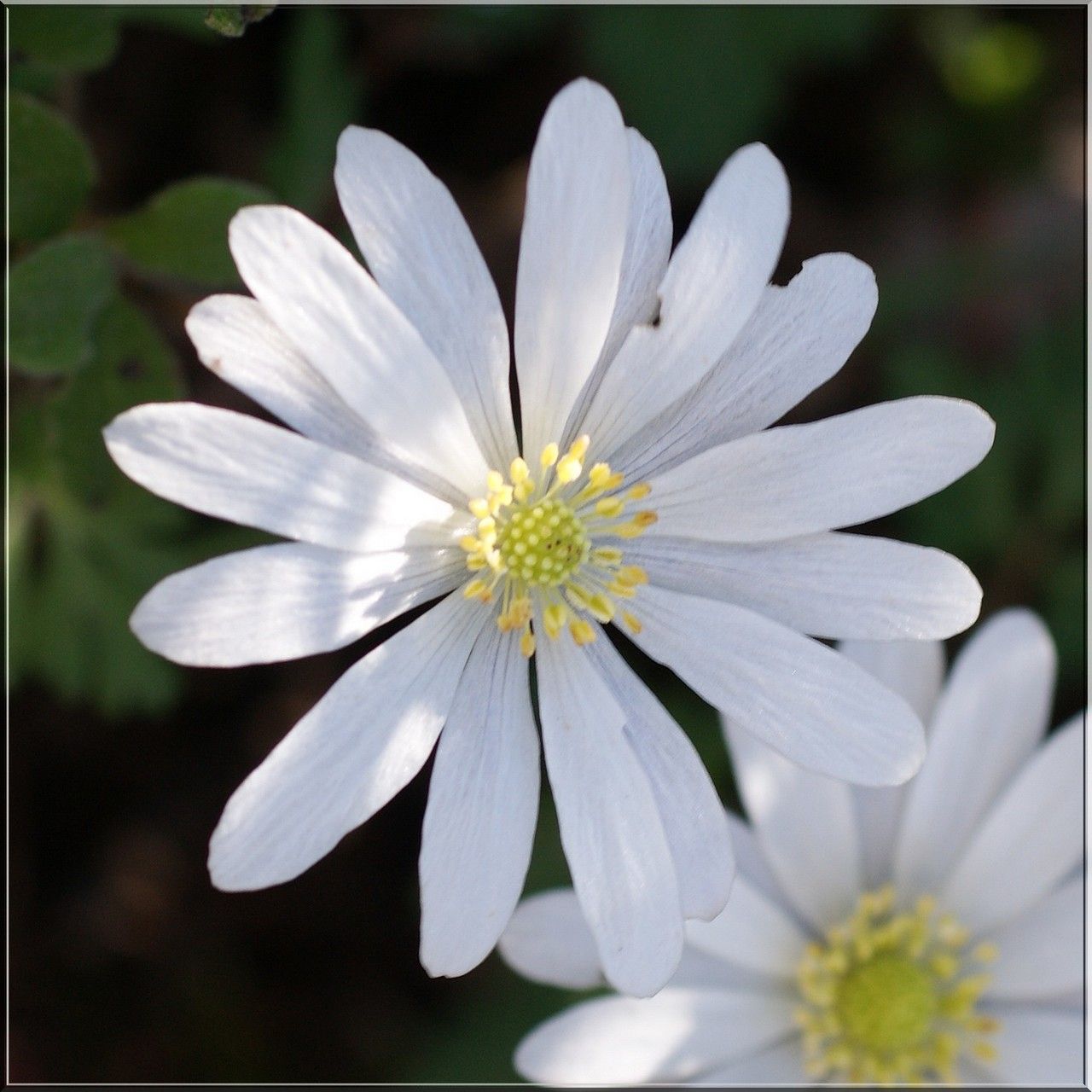 Anemone apennina flower