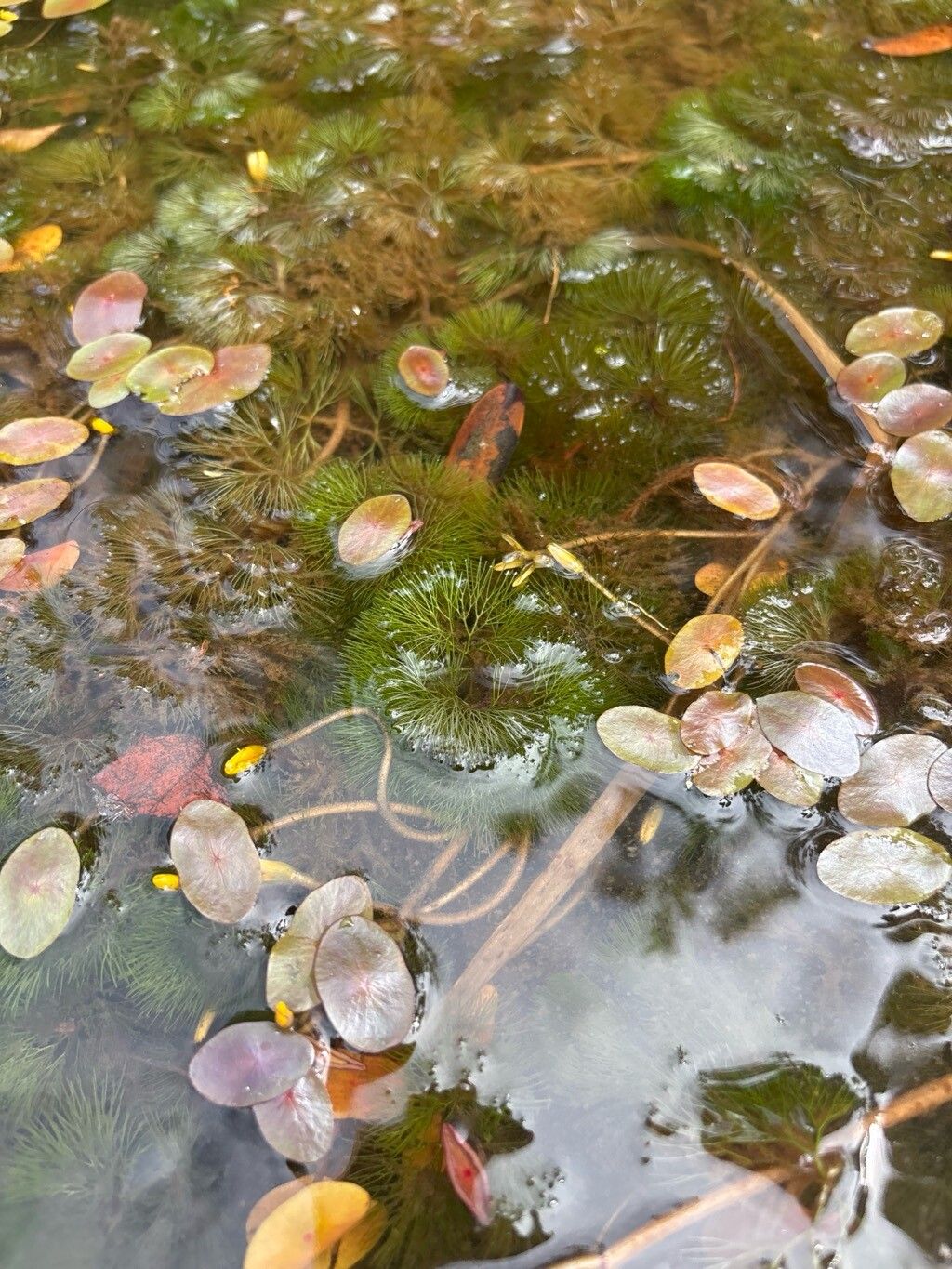 Cabomba aquatica — related species from the same genus