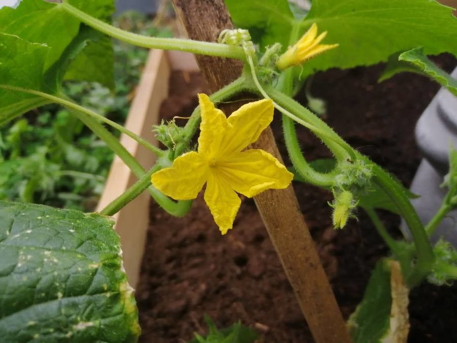 Cucumis anguria flower