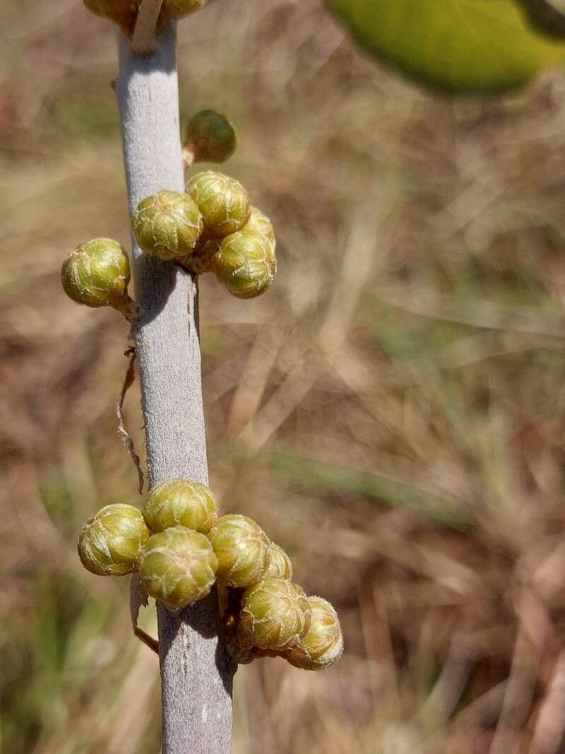 Brachylaena ramiflora flower