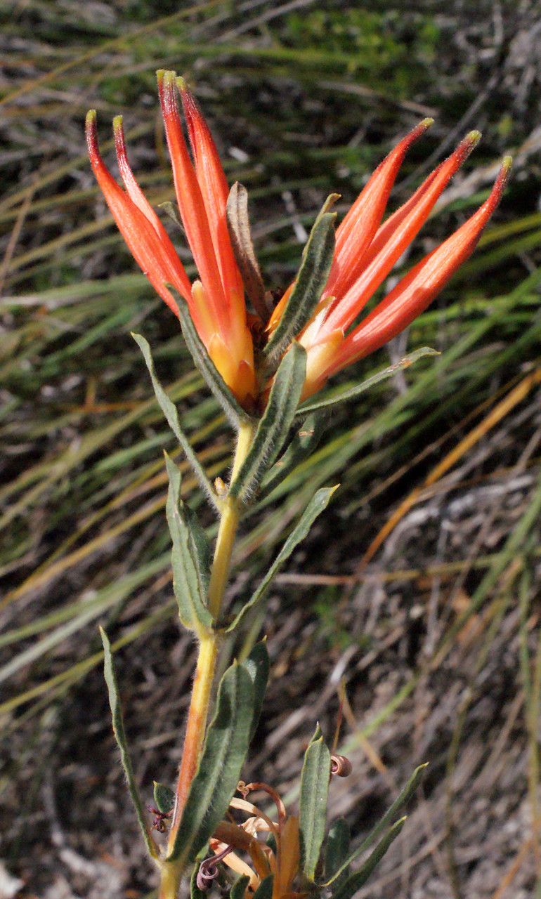 Lambertia multiflora habit