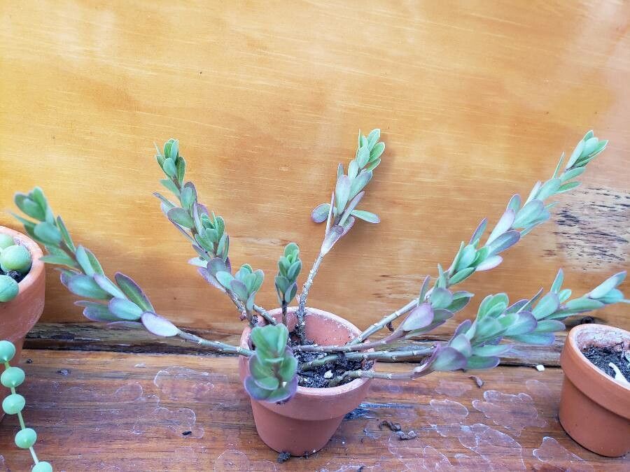 Portulaca brevifolia habit