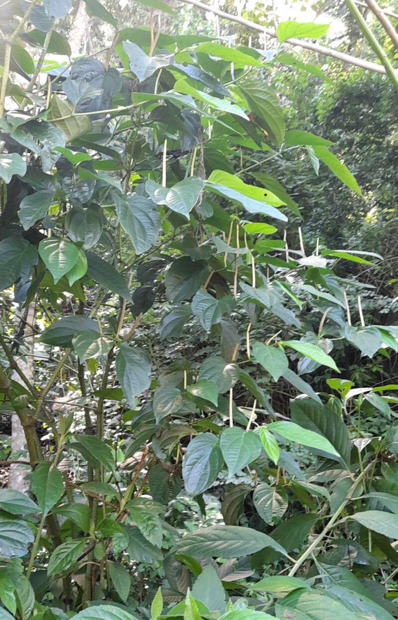 Piper tucumanum habit