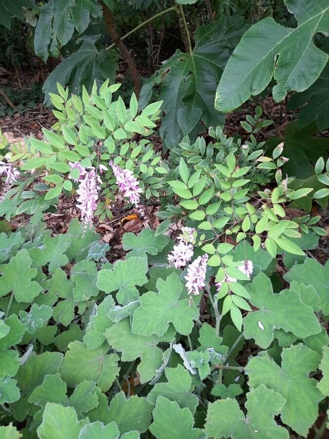 Indigofera incarnata habit