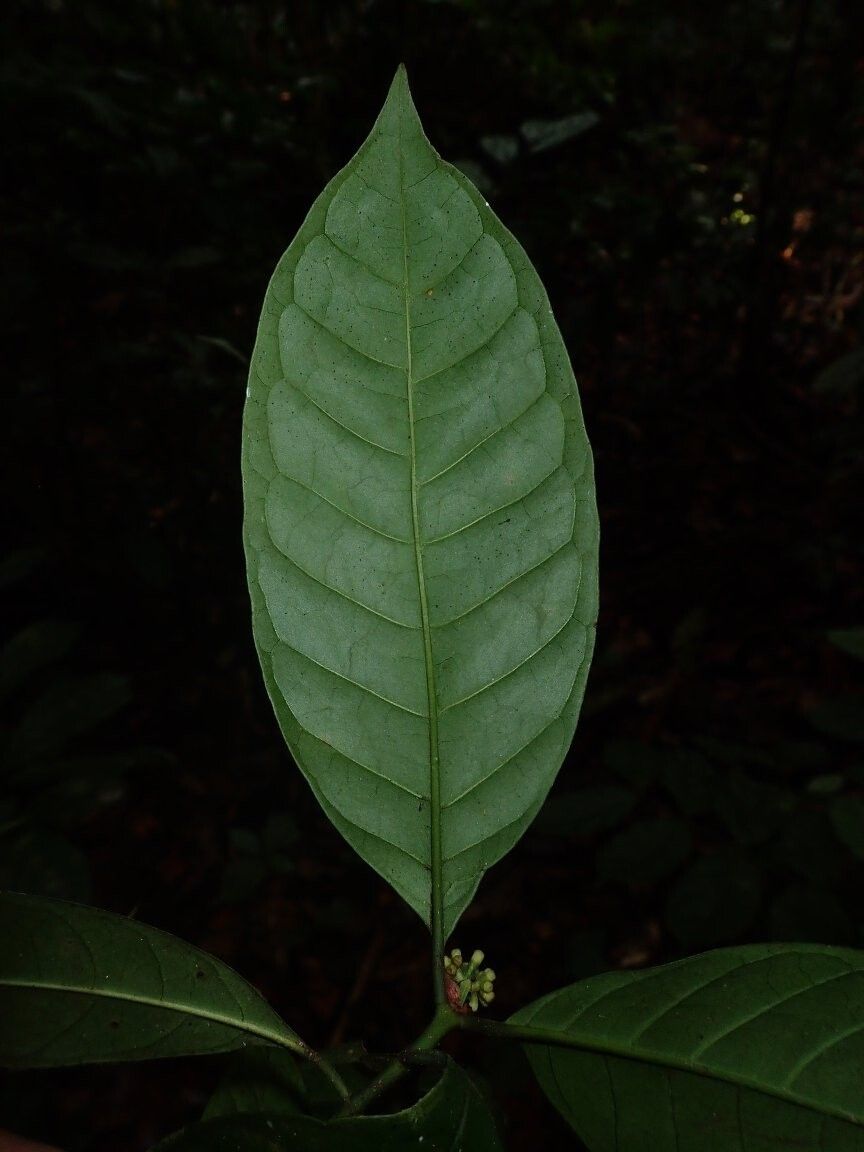 Psychotria eladii — houseplant care guide