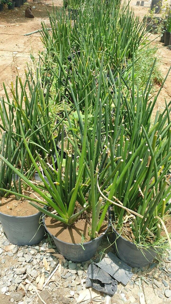 Euphorbia cylindrica leaf
