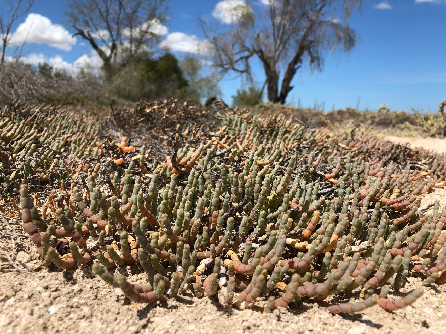 Salicornia pachystachya — houseplant care guide