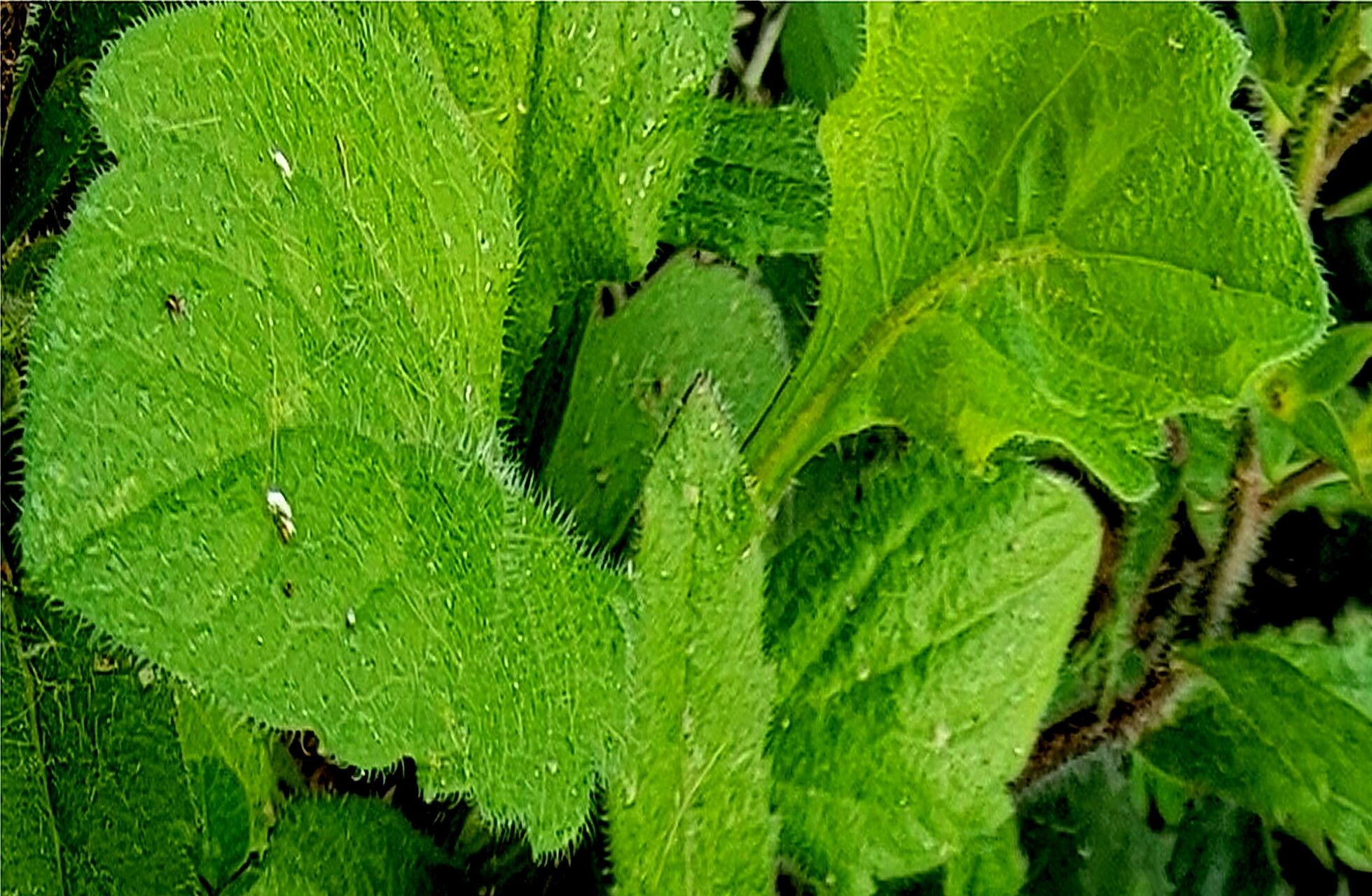 Mazus stachydifolius — houseplant care guide