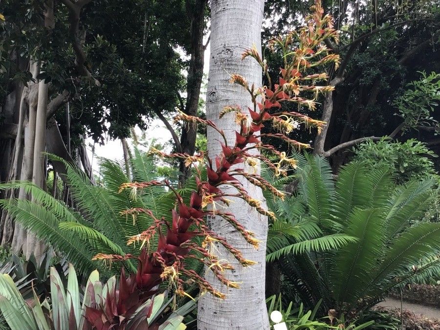 Alcantarea imperialis flower