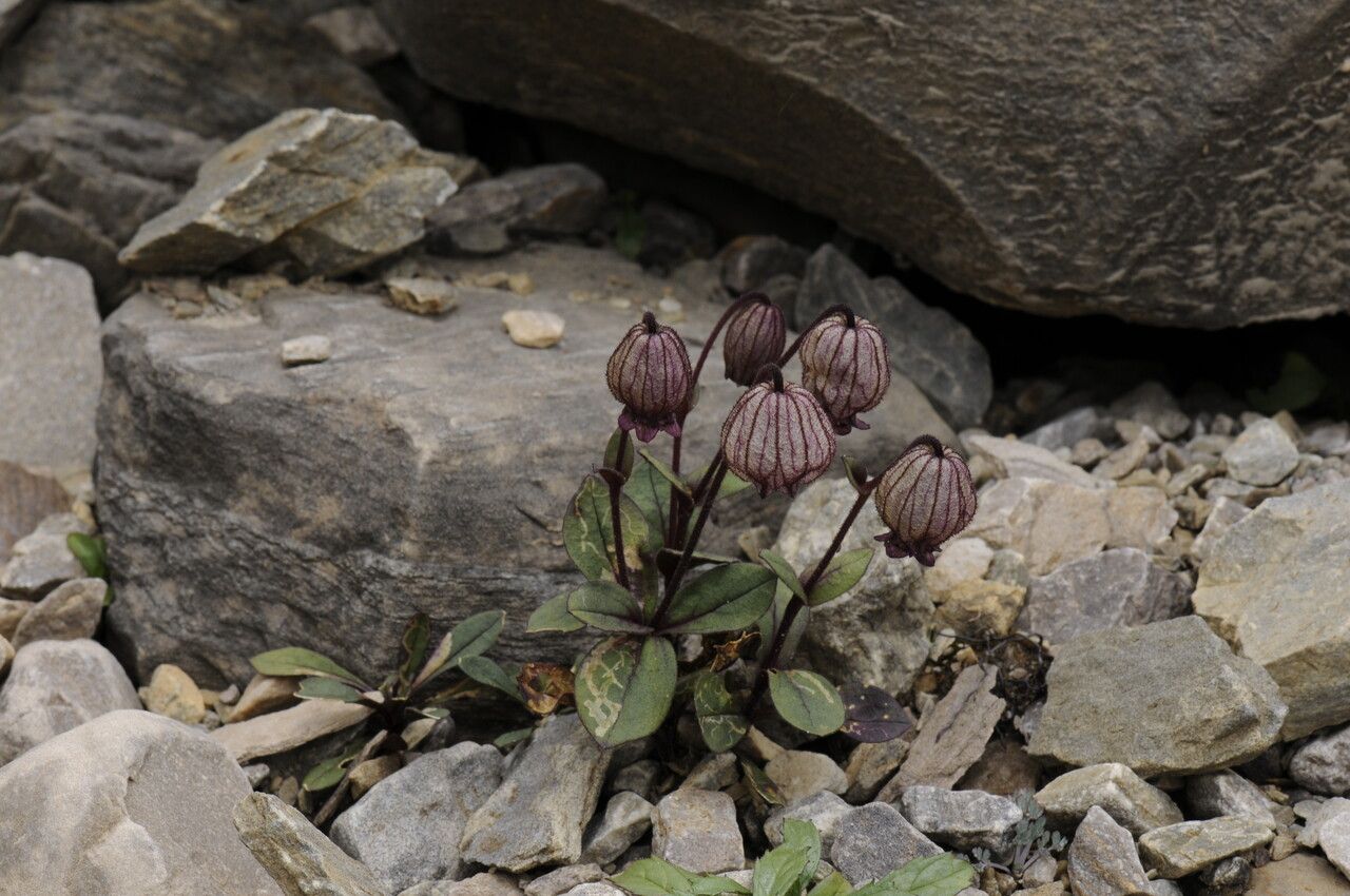 Silene vautierae habit