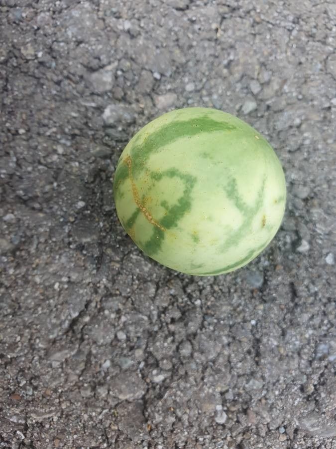 Solanum anguivi fruit